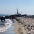 "Морски крави" превзеха плаж по Черноморието ВИДЕО