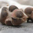 Куче нахапа дете и уби домашния му любимец в София