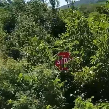 Обрасли пътища застрашават шофьорите в Северозапада
