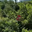 Обрасли пътища застрашават шофьорите в Северозапада