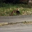 Нощен лов: Лисица улови котка в София СНИМКА 18+