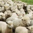 Умишлено зверство? Кола се вряза в стадо овце, навлезли в нива