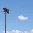 Фатално! Мечка се покатери на висок стълб, заседна ВИДЕО