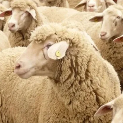 БАБХ откри огнище на шарка в Пловдивско, въвеждат защитна зона