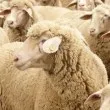 БАБХ откри огнище на шарка в Пловдивско, въвеждат защитна зона