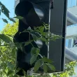 Клони скриват светофар на натоварено кръстовище във Варна