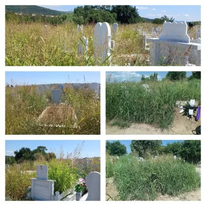 Гробове изчезнаха под тревата, хората се изпокараха кой е виновен СНИМКИ
