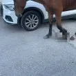 С агонизиращ крак и без надежда: Кон се мъчи с месеци, жители молят за помощ