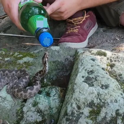 Мъж даде вода на пепелянка, видеото раздели мрежата