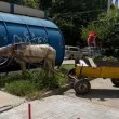 "Европейска столица на културата'": Кобила с лилав бретон &bdquo;пази сянка" на спирка в Плевен