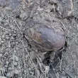 Яйца на динозавър? Жена откри странни образувания на наш плаж СНИМКИ