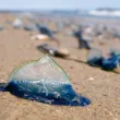 Хиляди сини морски организми заляха плаж в Англия СНИМКИ