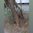 Опасен стълб всеки момент може да рухне в София, хората сигнализират от седмица ВИДЕО