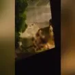 Неонацисти нападнали хотел с евреи в София ВИДЕО