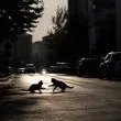 Пред очите на дете: Шофьор прегази две котки и избяга