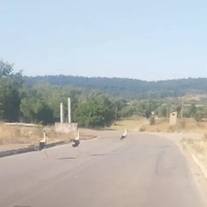 Манекенска походка и нула бързане: Щъркели превзеха път край Враца ВИДЕО