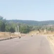 Манекенска походка и нула бързане: Щъркели превзеха път край Враца ВИДЕО