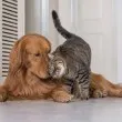 Кой е по-умен - котката или кучето? Отговорът се оказа по-сложен, отколкото изглежда