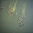 Мостът на Константин Велики през Дунав изплува край наше село СНИМКИ