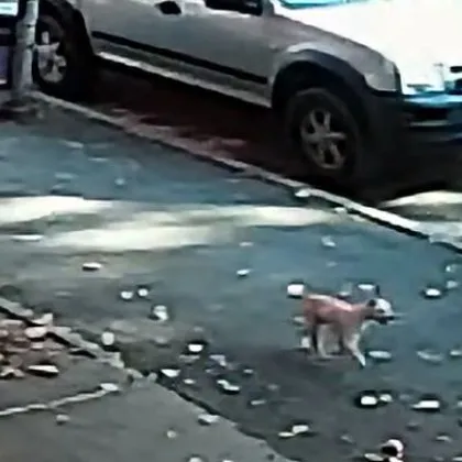 Изхвърлиха кученце от кола, то с ужас опита да я настигне ВИДЕО