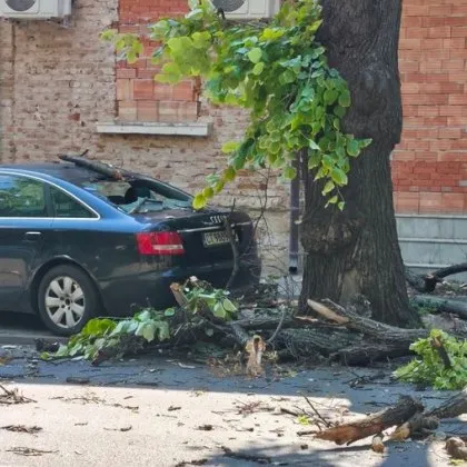 Дърво помля паркиран автомобил в Стара Загора СНИМКИ