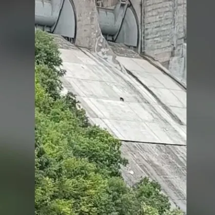Куче е блокирано на високата стена на роден язовир ВИДЕО