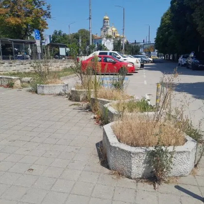 Позор във Варна: Сухи бурени превзеха центъра