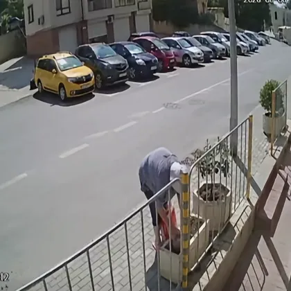 Три пъти вече отмъкват лавандула, засята в саксия на тротоара ВИДЕО