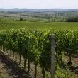 Европрокуратурата погна лозар за опит да вземе 348 000 евро