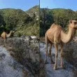 Камила насред Балкана? Шега е, но е било напълно възможно СНИМКИ