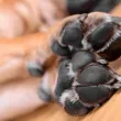 Мъж застреля куче край Димитровград