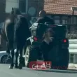Абсурд в Пловдивско: Водач върза кон и пони за АТВ и ги разходи ВИДЕО