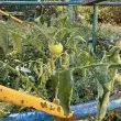 Необичайна &bdquo;реколта" превзе детска площадка в София
