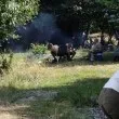 Жена избухна: Учили са ме да пазя и уважавам гората, не да паля огън и да викам цял оркестър