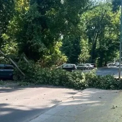 Огромно дърво рухна върху булевард в Пловдив, удари кола СНИМКА
