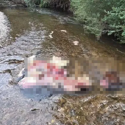 РИОСВ - Пловдив прехвърли топката към БАБХ за останките от кон в р. Стряма