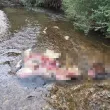 РИОСВ - Пловдив прехвърли топката към БАБХ за останките от кон в р. Стряма
