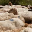 Установиха две огнища на шарка по овцете и козите в областите Благоевград и Хасково
