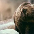 Двама ловци са в болница след нападение от мечка