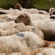 Установиха нови огнища на шарка по овцете и козите в Благоевградско и Ямболско