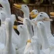 Огнище на птичи грип е установено във ферма с 14 000 птици в Раковски