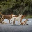 &bdquo;Тези си изяждат човек!": Глутница кучета тероризират столичен квартал