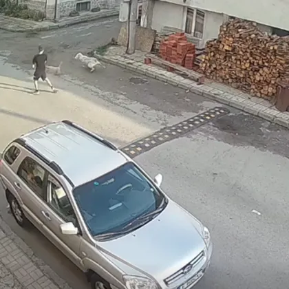 Алабай разкъса пудел и нахапа дете в Банско ВИДЕО