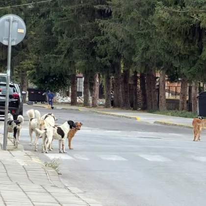 Глутница от 8 бездомни кучета се събра край детска градина в Пещера