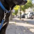 Ужас пред очите на хора в Асеновград: Куче нападна и уби малко коте