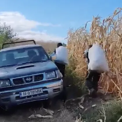 Излязоха от нивата с пълни чували, но ги чакаше изненада ВИДЕО
