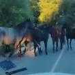 "Нужна е отговорност"! Табун коне блокира път в Родопите ВИДЕО