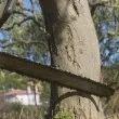 Трагедия! Дърво уби работник