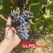 От лозята към света: Започна новата винена година на България