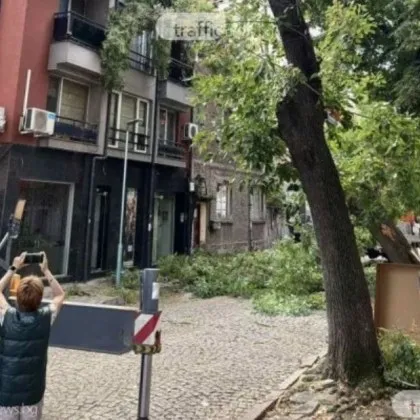 Дърво рухна върху блок в Пловдив